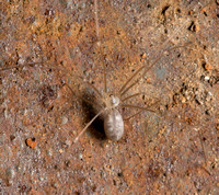 Long-bodied cellar spider - Pholcus phalangioides