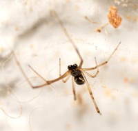 brown widow - latrodectus geometricus