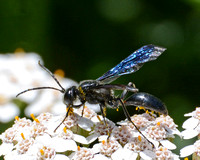 Grass-carrying Wasp -  Isodontia mexicana