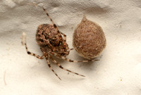 Cobweb spider - Theridion sp. (murarium?)