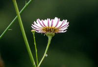 Cliff Aster - Malacothrix saxatilis