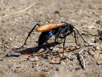 Tarantula hawk - Pepsis sp.