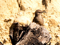 California Thrasher - Toxostoma redivivum