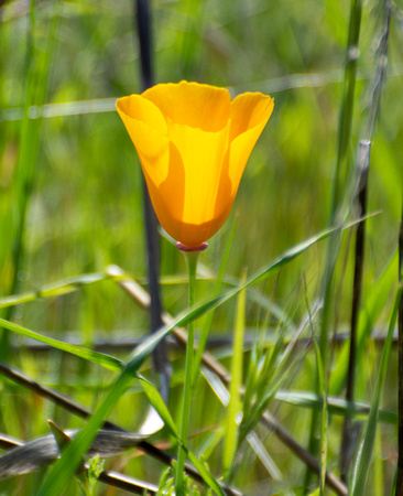 California poppy - Eschscholzia californica