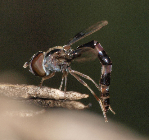 Western Band-winged Hover Fly - Hypocritanus lemur