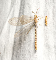 Antlion - Family Myrmeleontidae