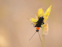 Soldier beetle - Cultellunguis ingenuus