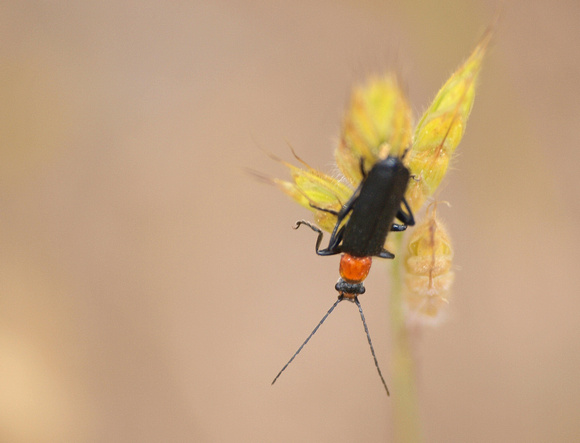 Soldier beetle - Cultellunguis ingenuus