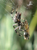 Western spotted orb weaver - Neoscona oaxacensis