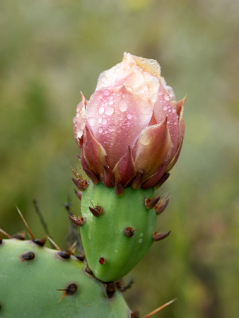 Coast Prickly Pear  - Opuntia littoralis