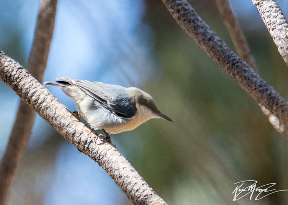 Pygmy Nuthatch - Sitta pygmaea