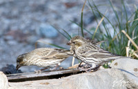 Cassin's Finch - Haemorhous cassinii