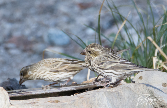 Cassin's Finch - Haemorhous cassinii