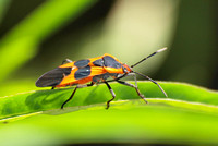 Large milkweed bug -Oncopeltus fasciatus