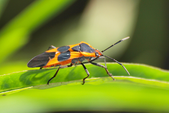 Large milkweed bug -Oncopeltus fasciatus