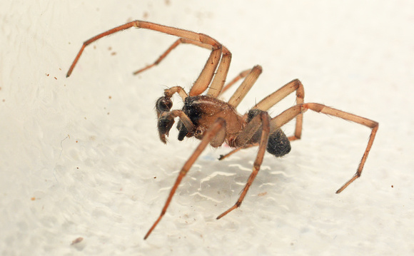 Spider - Metaltella simoni (male)