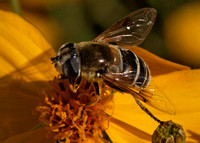 Drone fly - Eristalis or Palpada sp.?