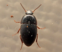 Darkling beetle - Gondwanocrypticus platensis