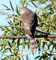 Sharp-shinned Hawk - Accipiter striatus