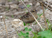 Grasshopper Sparrow - Ammodramus savannarum