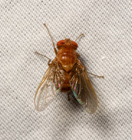 Tachinid fly - Ormia ochracea