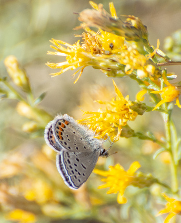 Acmon blue - Icaricia acmon