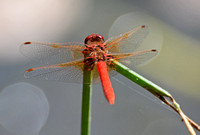 Cardinal Meadowhawk - Sympetrum illotum