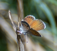 Western Pygmy-Blue - Brephidium exilis