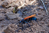 Tarantula hawk- Pepsis thisbe