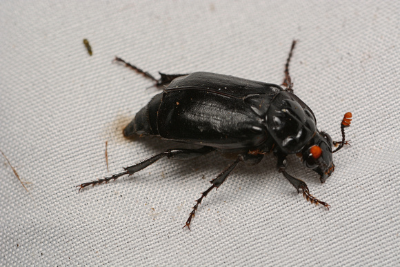 Black Burying Beetle - Nicrophorus nigrita