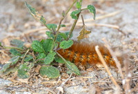 Salt marsh moth - Estigmene acrea