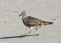 Surfbird - Calidris virgata