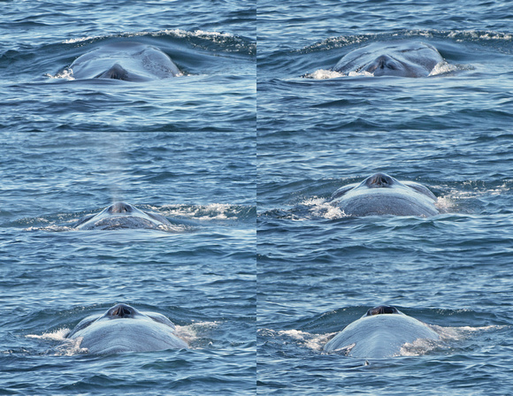 Fin Whale nostrils as it surfaces, exhales and inhales