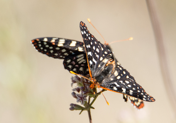 Variable checkerspot - Euphydryas chalcedona