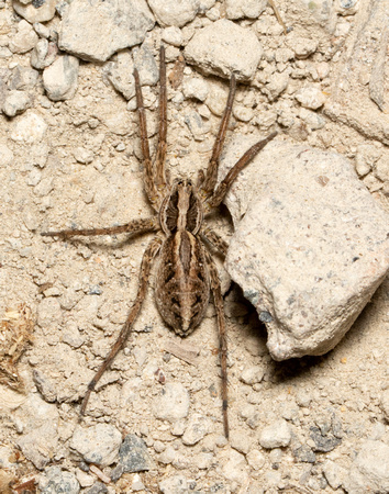 Wolf spider - Schizocosa mccooki