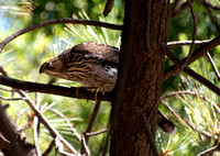 Cooper's Hawk - Astur cooperii