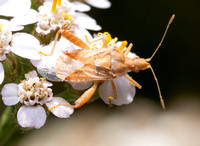 Scentless Plant Bug - Harmostes spp