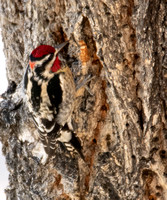 Red-naped Sapsucker - Sphyrapicus nuchalis