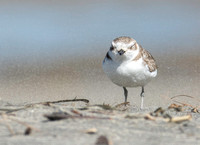 Snowy Plover - Anarhynchus nivosus