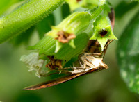 California pyrausta moth - Pyrausta californicalis