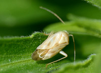 Plant bug - Unidentified sp.