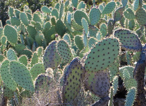 Coast Prickly Pear  - Opuntia littoralis
