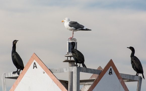 Brandt's Cormorant - Phalacrocorax penicillatus and a Western Gull - Larus occidentalis