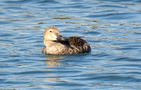 King Eider - Somateria spectabilis