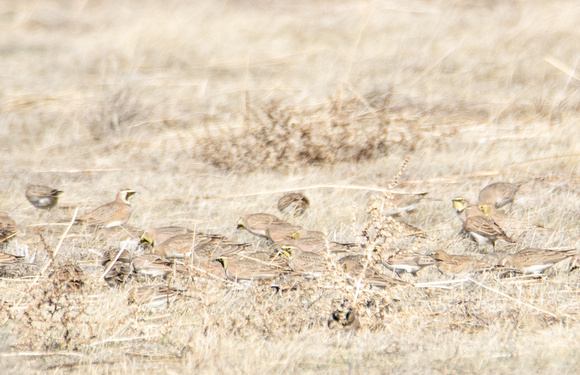 Horned Lark - Eremophila alpestris