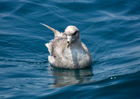 Northern Fulmar - Fulmarus glacialis