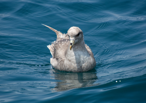 Northern Fulmar - Fulmarus glacialis