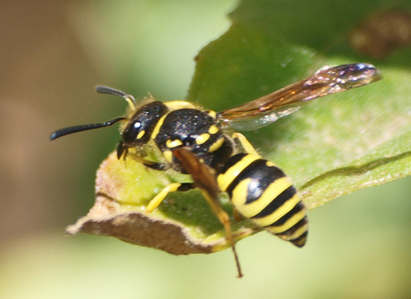Mason wasp 1 - Ancistrocerus sp.