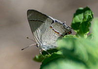 Gray hairstreak - Strymon melinus