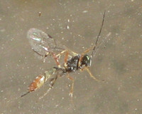 Ichneumon wasp 4 - Unidentified sp.